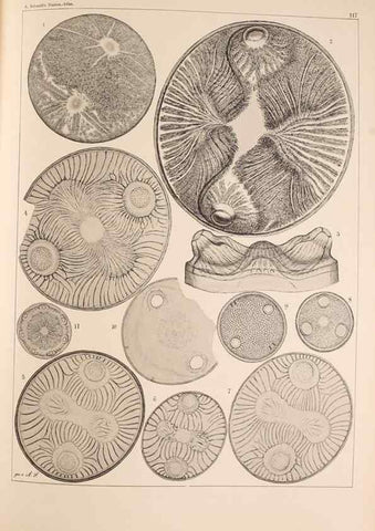 Reproducción/Reproduction 49389335426: Atlas der Diatomaceen-Kunde /. Leipzig :O.R. Reisland,[1874-19.. 