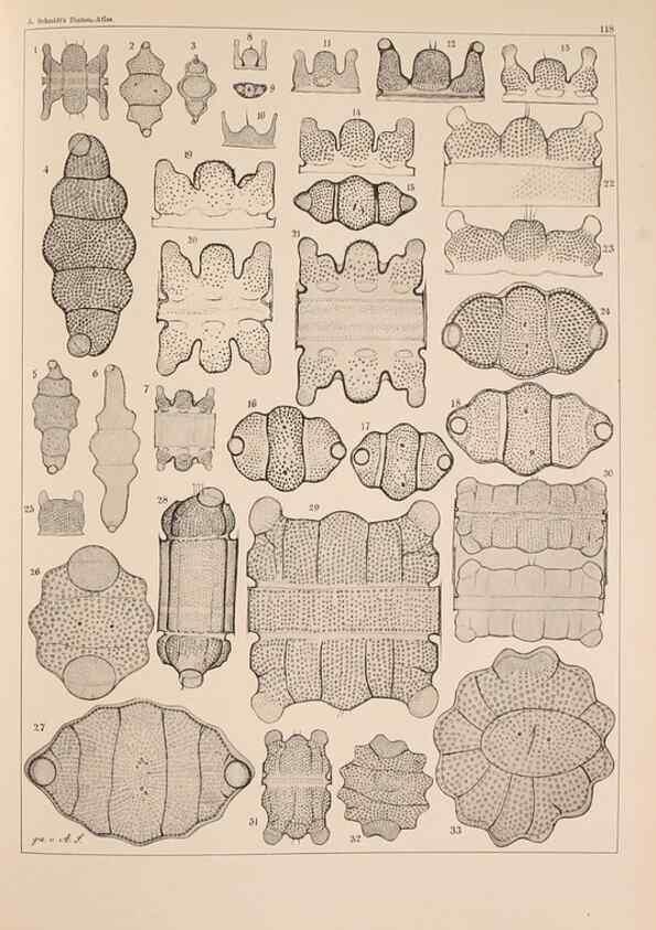 Reproducción/Reproduction 49389534657: Atlas der Diatomaceen-Kunde /. Leipzig :O.R. Reisland,[1874-19.. 