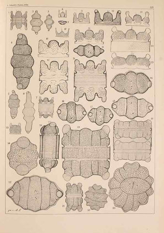 Reproducción/Reproduction 49389534657: Atlas der Diatomaceen-Kunde /. Leipzig :O.R. Reisland,[1874-19.. 
