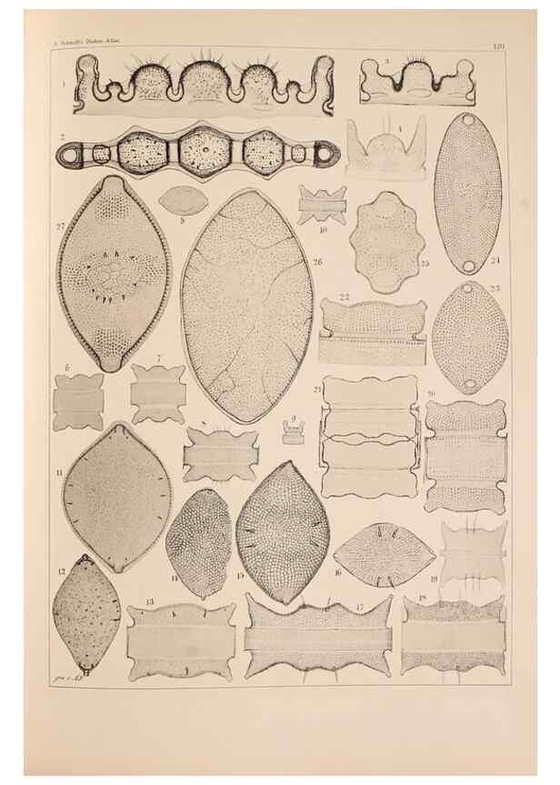 Reproducción/Reproduction 49389336216: Atlas der Diatomaceen-Kunde /. Leipzig :O.R. Reisland,[1874-19.. 