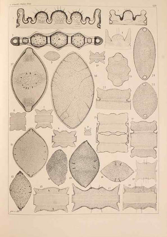 Reproducción/Reproduction 49389336216: Atlas der Diatomaceen-Kunde /. Leipzig :O.R. Reisland,[1874-19.. 