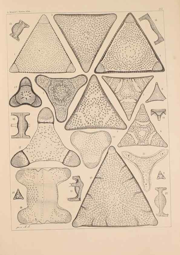 Reproducción/Reproduction 49389333656: Atlas der Diatomaceen-Kunde /. Leipzig :O.R. Reisland,[1874-19.. 
