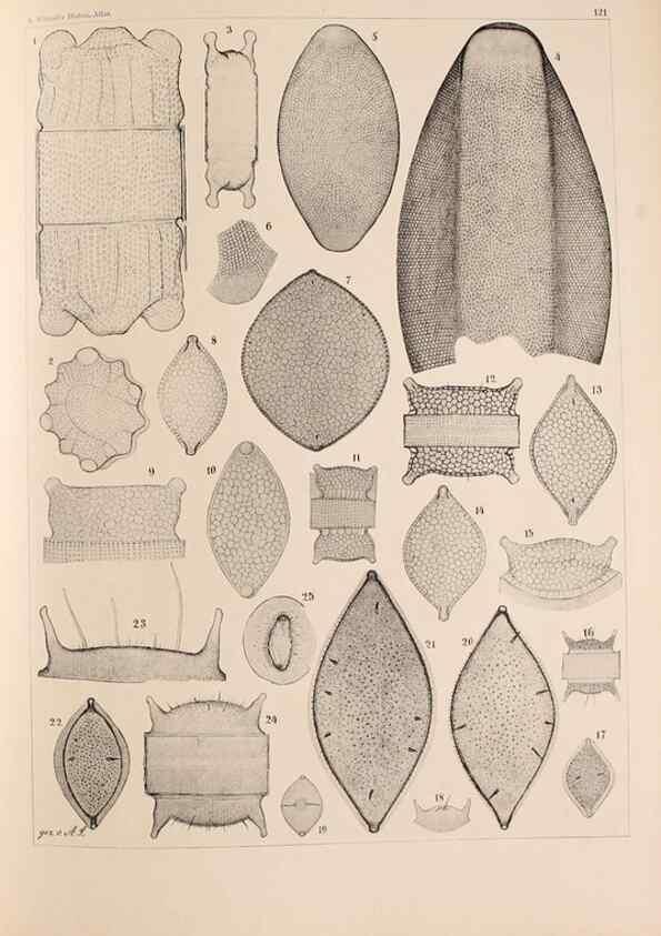 Reproducción/Reproduction 49388864578: Atlas der Diatomaceen-Kunde /. Leipzig :O.R. Reisland,[1874-19.. 