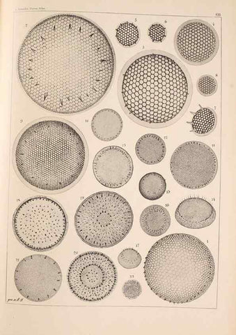 Reproducción/Reproduction 49389535917: Atlas der Diatomaceen-Kunde /. Leipzig :O.R. Reisland,[1874-19.. 