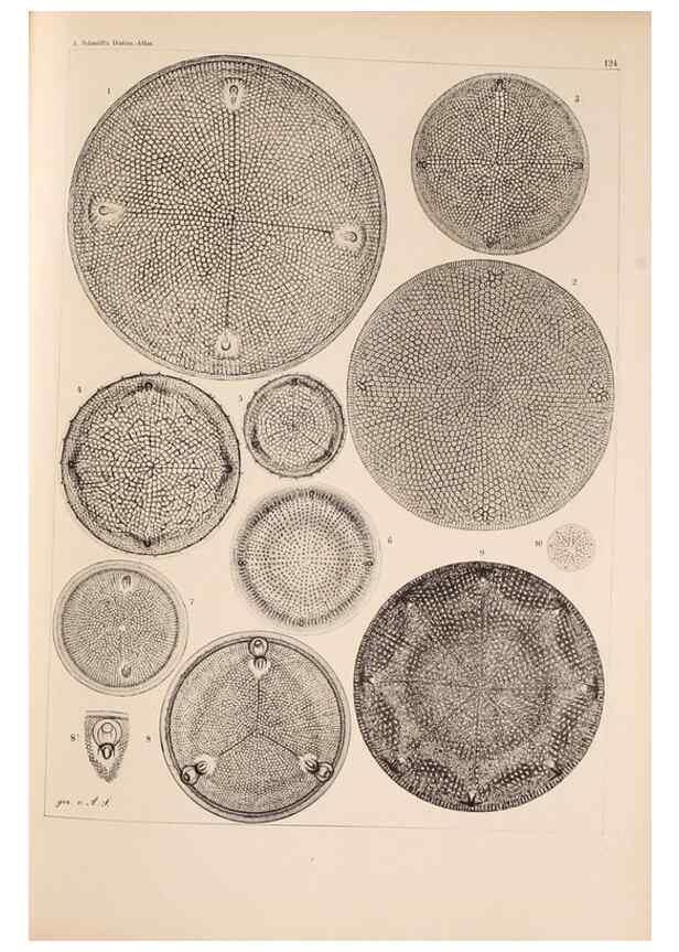 Reproducción/Reproduction 49388865468: Atlas der Diatomaceen-Kunde /. Leipzig :O.R. Reisland,[1874-19.. 