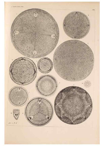 Reproducción/Reproduction 49388865468: Atlas der Diatomaceen-Kunde /. Leipzig :O.R. Reisland,[1874-19.. 