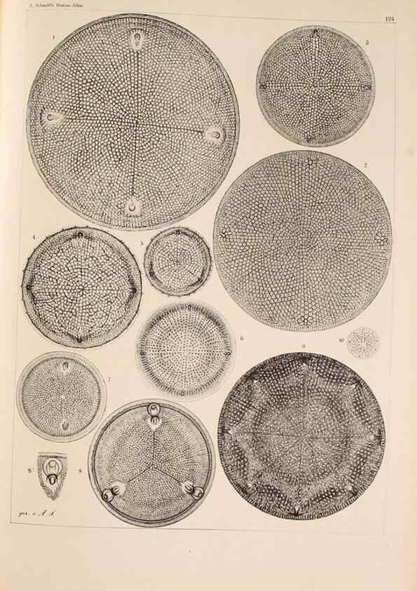 Reproducción/Reproduction 49388865468: Atlas der Diatomaceen-Kunde /. Leipzig :O.R. Reisland,[1874-19.. 