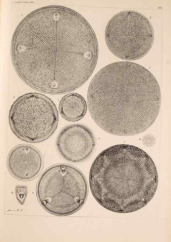 Reproducción/Reproduction 49388865468: Atlas der Diatomaceen-Kunde /. Leipzig :O.R. Reisland,[1874-19.. 