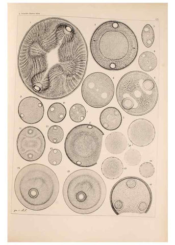 Reproducción/Reproduction 49389536562: Atlas der Diatomaceen-Kunde /. Leipzig :O.R. Reisland,[1874-19.. 