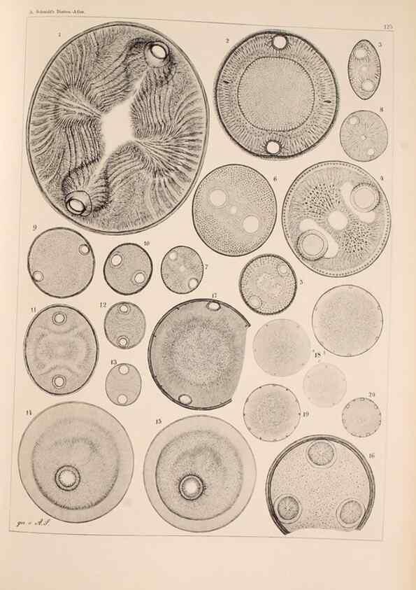 Reproducción/Reproduction 49389536562: Atlas der Diatomaceen-Kunde /. Leipzig :O.R. Reisland,[1874-19.. 