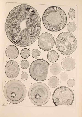 Reproducción/Reproduction 49389536562: Atlas der Diatomaceen-Kunde /. Leipzig :O.R. Reisland,[1874-19.. 
