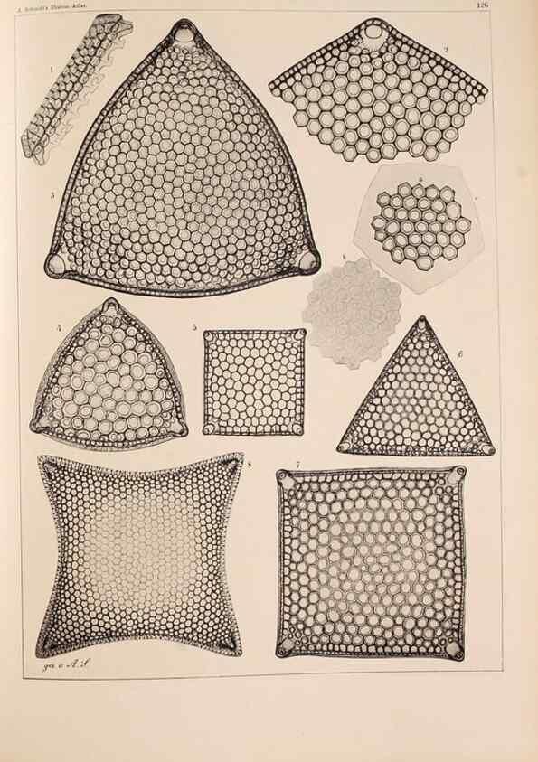 Reproducción/Reproduction 49389337971: Atlas der Diatomaceen-Kunde /. Leipzig :O.R. Reisland,[1874-19.. 