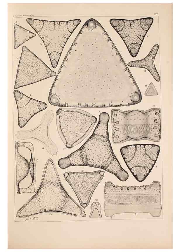 Reproducción/Reproduction 49389537247: Atlas der Diatomaceen-Kunde /. Leipzig :O.R. Reisland,[1874-19.. 