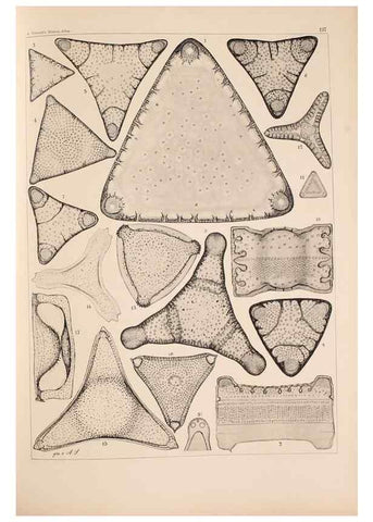 Reproducción/Reproduction 49389537247: Atlas der Diatomaceen-Kunde /. Leipzig :O.R. Reisland,[1874-19.. 