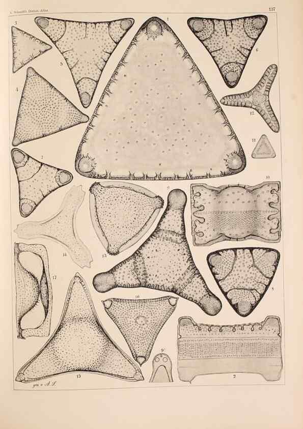 Reproducción/Reproduction 49389537247: Atlas der Diatomaceen-Kunde /. Leipzig :O.R. Reisland,[1874-19.. 