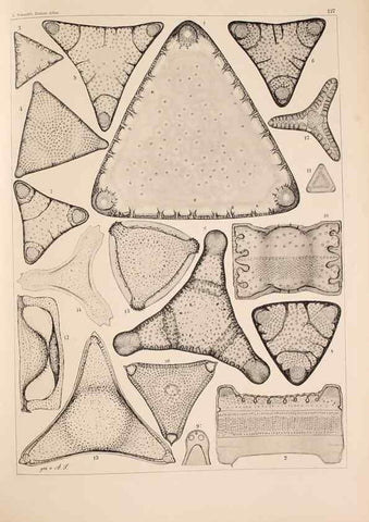 Reproducción/Reproduction 49389537247: Atlas der Diatomaceen-Kunde /. Leipzig :O.R. Reisland,[1874-19.. 