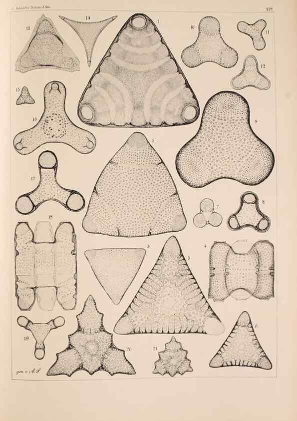 Reproducción/Reproduction 49389338536: Atlas der Diatomaceen-Kunde /. Leipzig :O.R. Reisland,[1874-19.. 