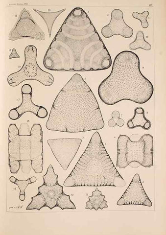 Reproducción/Reproduction 49389338536: Atlas der Diatomaceen-Kunde /. Leipzig :O.R. Reisland,[1874-19.. 