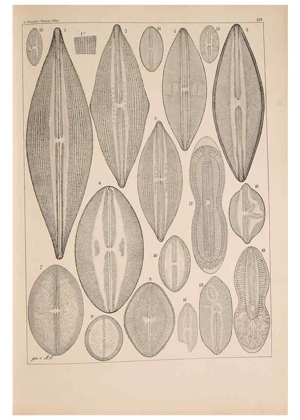Reproducción/Reproduction 49389338816: Atlas der Diatomaceen-Kunde /. Leipzig :O.R. Reisland,[1874-19.. 