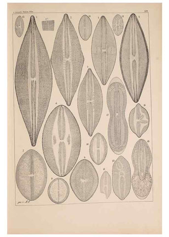 Reproducción/Reproduction 49389338816: Atlas der Diatomaceen-Kunde /. Leipzig :O.R. Reisland,[1874-19.. 