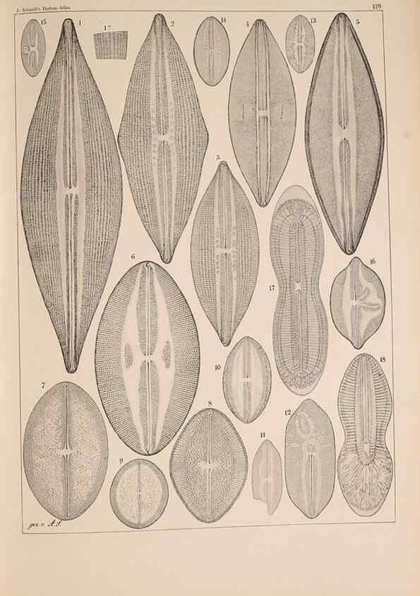 Reproducción/Reproduction 49389338816: Atlas der Diatomaceen-Kunde /. Leipzig :O.R. Reisland,[1874-19.. 
