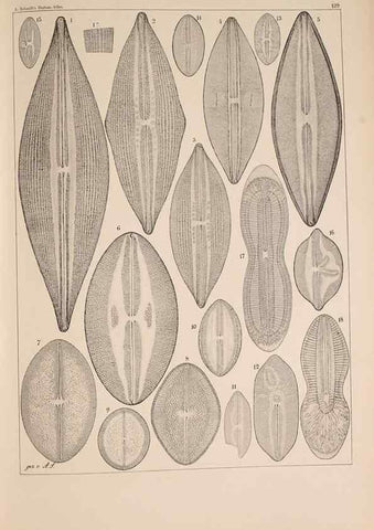 Reproducción/Reproduction 49389338816: Atlas der Diatomaceen-Kunde /. Leipzig :O.R. Reisland,[1874-19.. 