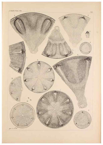 Reproducción/Reproduction 49389397392: Atlas der Diatomaceen-Kunde /. Leipzig :O.R. Reisland,[1874-19.. 