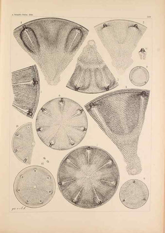 Reproducción/Reproduction 49389397392: Atlas der Diatomaceen-Kunde /. Leipzig :O.R. Reisland,[1874-19.. 