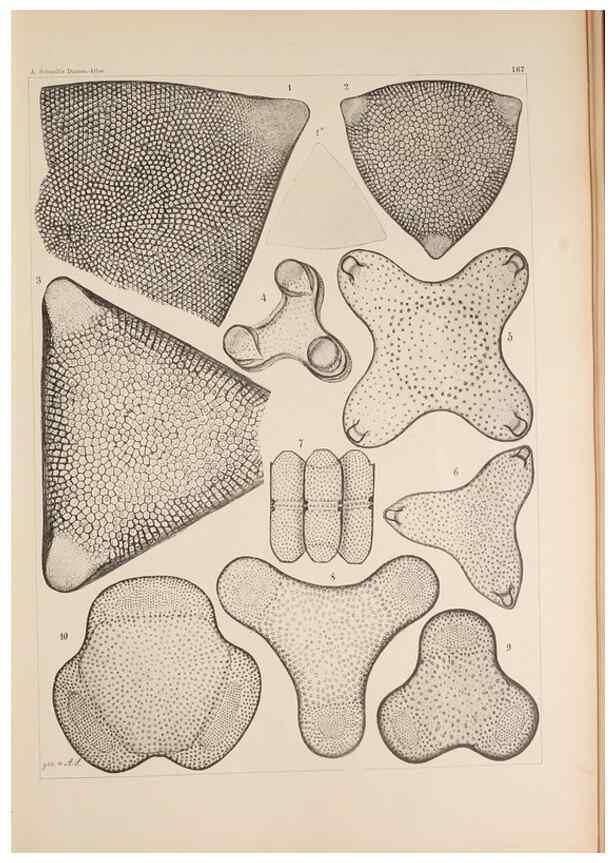 Reproducción/Reproduction 49388725268: Atlas der Diatomaceen-Kunde /. Leipzig :O.R. Reisland,[1874-19.. 