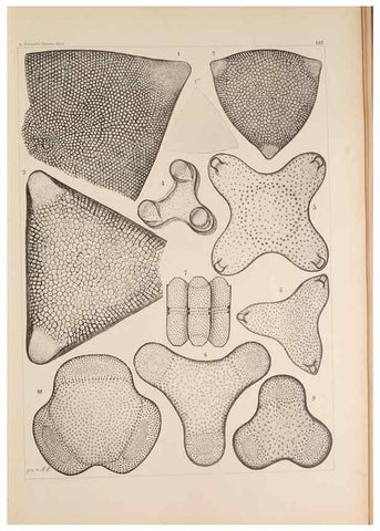 Reproducción/Reproduction 49388725268: Atlas der Diatomaceen-Kunde /. Leipzig :O.R. Reisland,[1874-19.. 