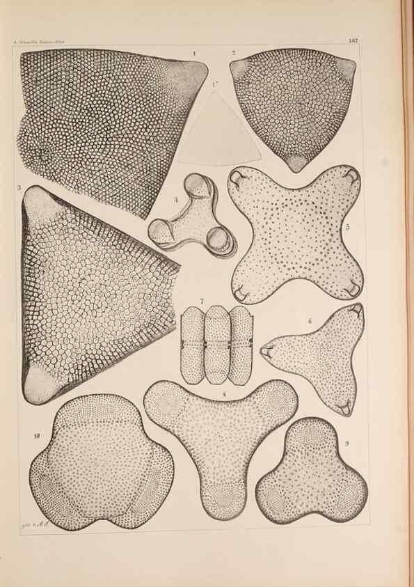Reproducción/Reproduction 49388725268: Atlas der Diatomaceen-Kunde /. Leipzig :O.R. Reisland,[1874-19.. 