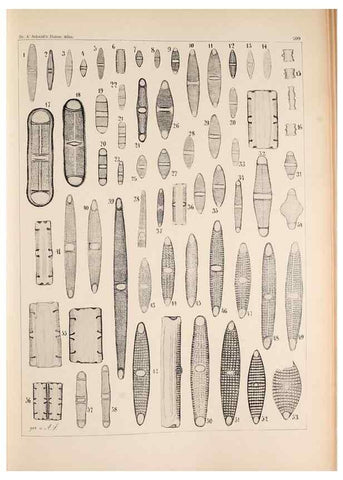 Reproducción/Reproduction 49385125143: Atlas der Diatomaceen-Kunde /. Leipzig :O.R. Reisland,[1874-19.. 