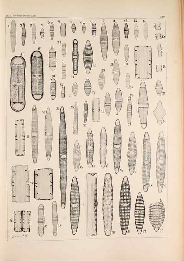 Reproducción/Reproduction 49385125143: Atlas der Diatomaceen-Kunde /. Leipzig :O.R. Reisland,[1874-19.. 