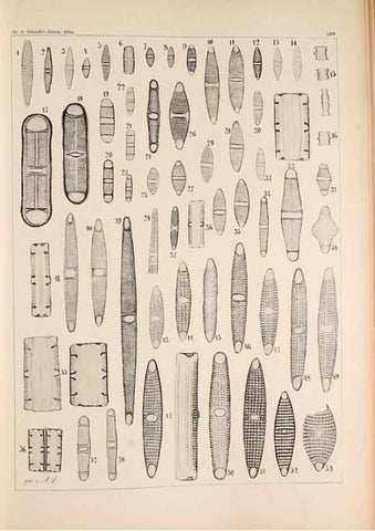 Reproducción/Reproduction 49385125143: Atlas der Diatomaceen-Kunde /. Leipzig :O.R. Reisland,[1874-19.. 