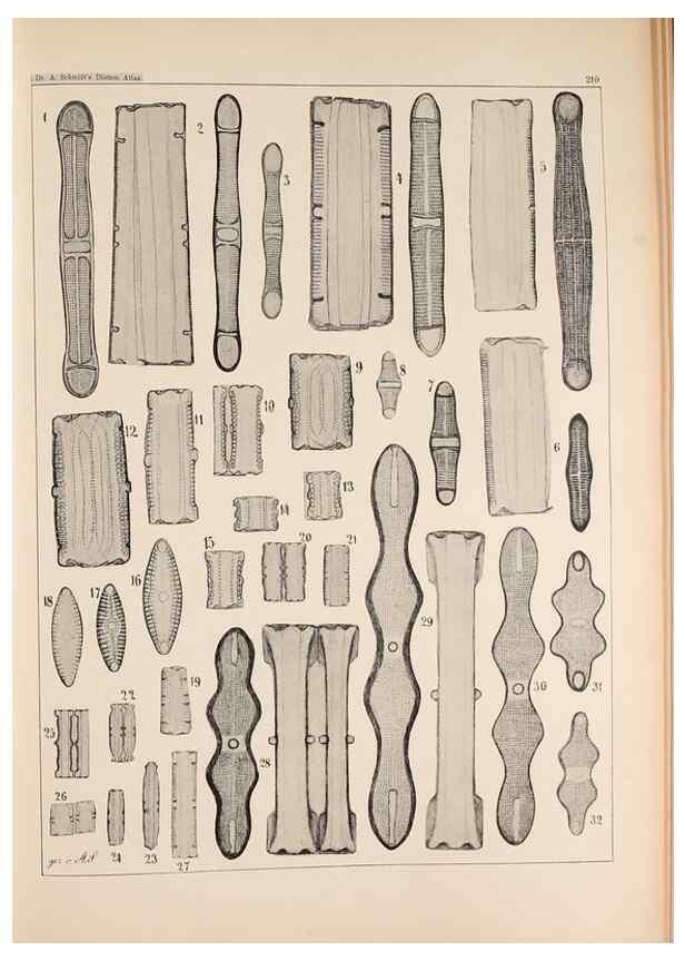 Reproducción/Reproduction 49385790947: Atlas der Diatomaceen-Kunde /. Leipzig :O.R. Reisland,[1874-19.. 