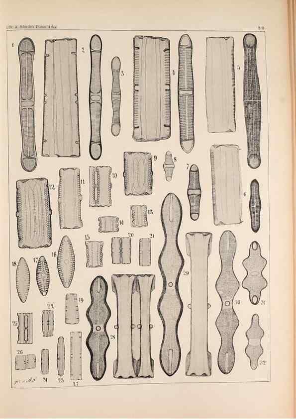Reproducción/Reproduction 49385790947: Atlas der Diatomaceen-Kunde /. Leipzig :O.R. Reisland,[1874-19.. 