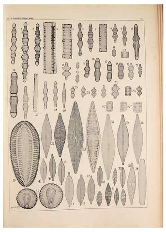 Reproducción/Reproduction 49385791237: Atlas der Diatomaceen-Kunde /. Leipzig :O.R. Reisland,[1874-19.. 