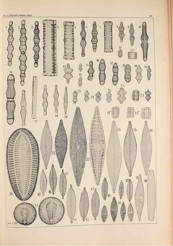 Reproducción/Reproduction 49385791237: Atlas der Diatomaceen-Kunde /. Leipzig :O.R. Reisland,[1874-19.. 