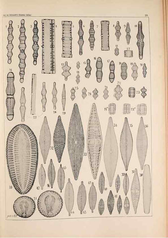 Reproducción/Reproduction 49385791237: Atlas der Diatomaceen-Kunde /. Leipzig :O.R. Reisland,[1874-19.. 