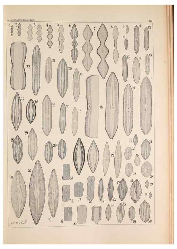 Reproducción/Reproduction 49385592681: Atlas der Diatomaceen-Kunde /. Leipzig :O.R. Reisland,[1874-19.. 