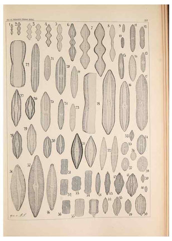 Reproducción/Reproduction 49385592681: Atlas der Diatomaceen-Kunde /. Leipzig :O.R. Reisland,[1874-19.. 