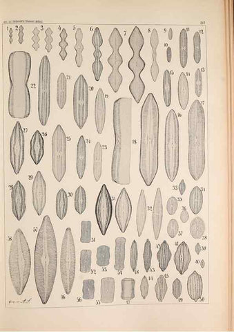 Reproducción/Reproduction 49385592681: Atlas der Diatomaceen-Kunde /. Leipzig :O.R. Reisland,[1874-19.. 