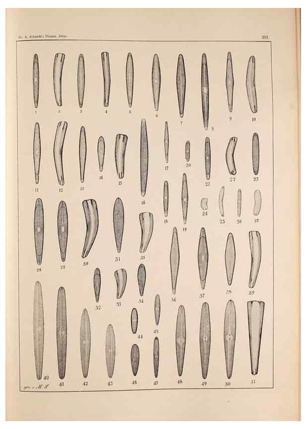 Reproducción/Reproduction 49385791832: Atlas der Diatomaceen-Kunde /. Leipzig :O.R. Reisland,[1874-19.. 