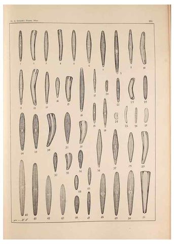 Reproducción/Reproduction 49385791832: Atlas der Diatomaceen-Kunde /. Leipzig :O.R. Reisland,[1874-19.. 