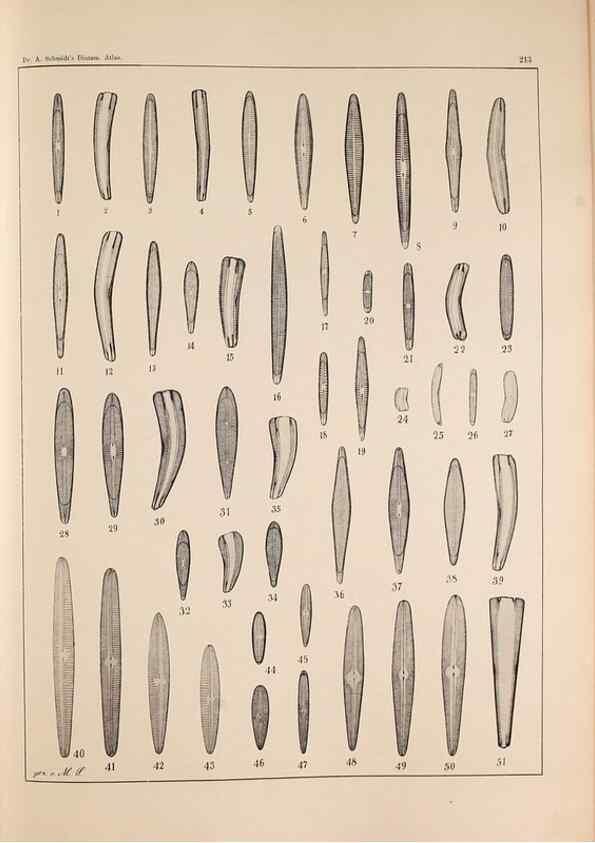 Reproducción/Reproduction 49385791832: Atlas der Diatomaceen-Kunde /. Leipzig :O.R. Reisland,[1874-19.. 