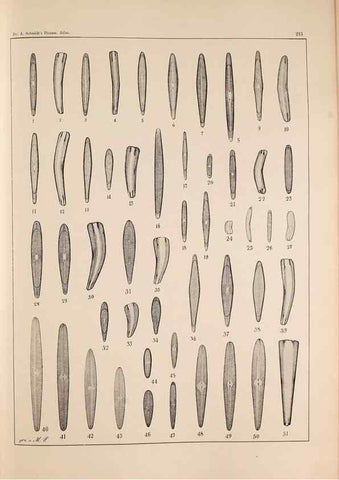 Reproducción/Reproduction 49385791832: Atlas der Diatomaceen-Kunde /. Leipzig :O.R. Reisland,[1874-19.. 