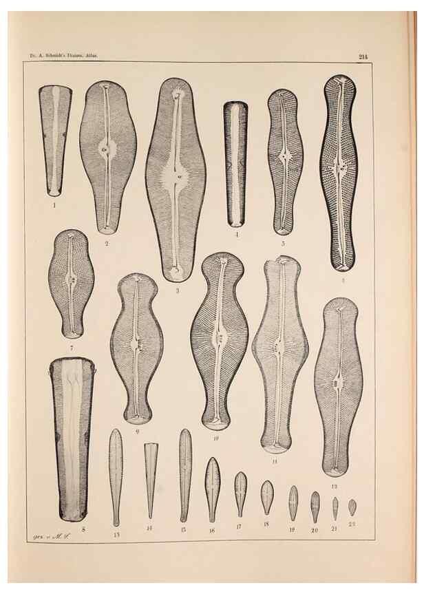 Reproducción/Reproduction 49385126553: Atlas der Diatomaceen-Kunde /. Leipzig :O.R. Reisland,[1874-19.. 