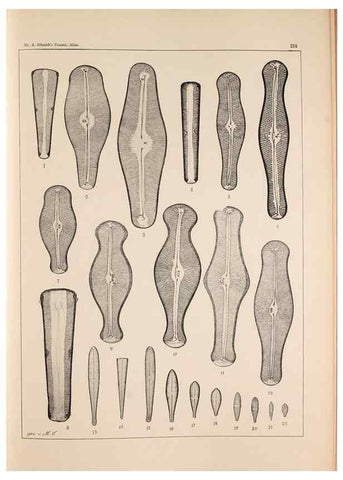 Reproducción/Reproduction 49385126553: Atlas der Diatomaceen-Kunde /. Leipzig :O.R. Reisland,[1874-19.. 