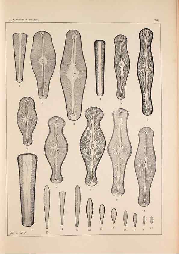 Reproducción/Reproduction 49385126553: Atlas der Diatomaceen-Kunde /. Leipzig :O.R. Reisland,[1874-19.. 
