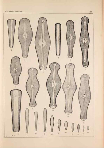 Reproducción/Reproduction 49385126553: Atlas der Diatomaceen-Kunde /. Leipzig :O.R. Reisland,[1874-19.. 